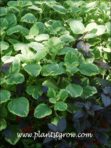 Plectranthus Green and Gold growing in a part sun area with the purple leaved Alternanthera Purple Knight.